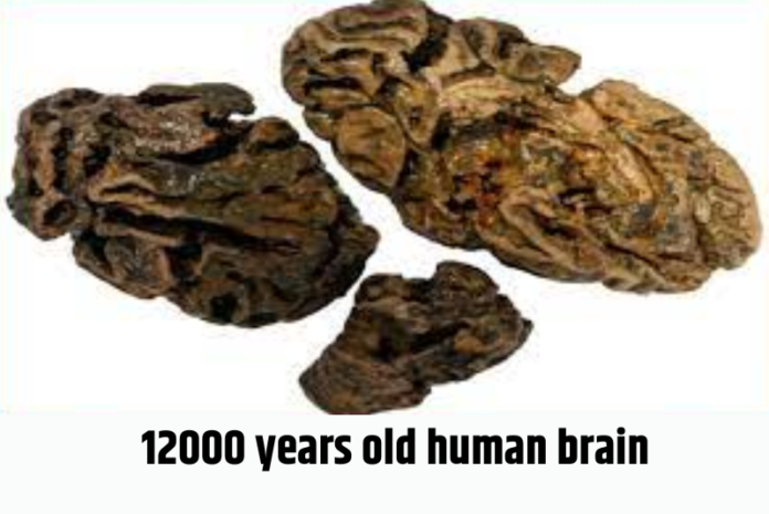 human brain