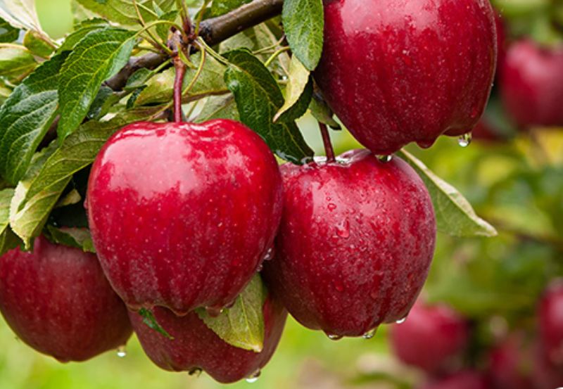 Apples.