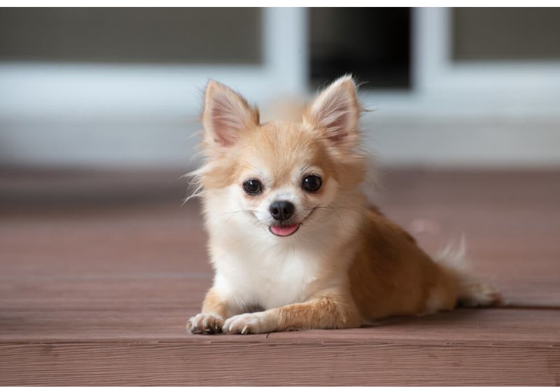 Chihuahua dog