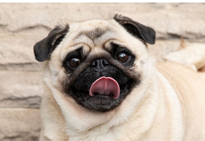 pug