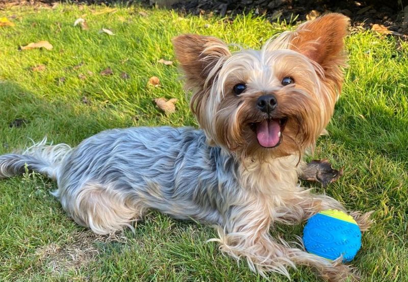 Yorkshire Terrier
