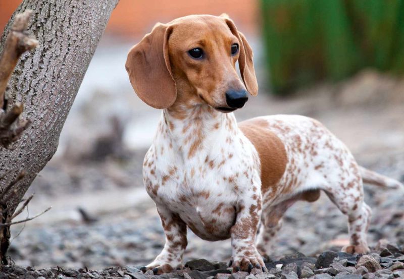 Daschund