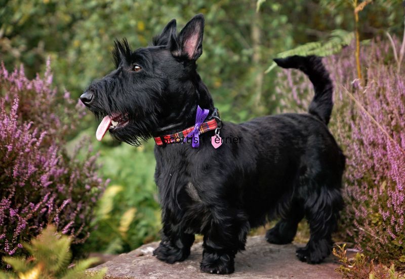 Scottish Terrier