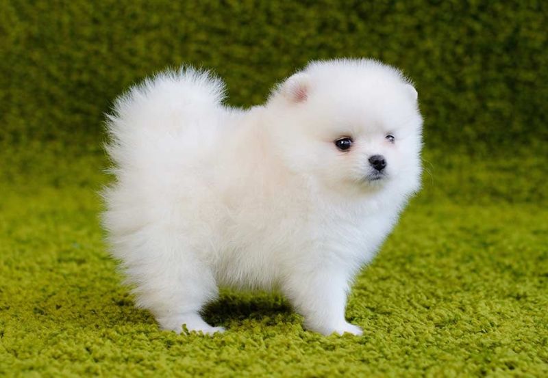 Pomeranian