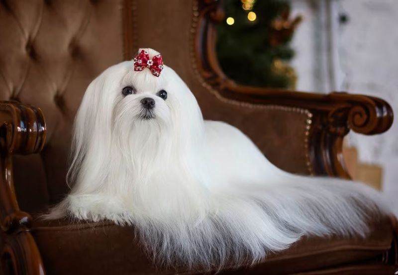 Maltese