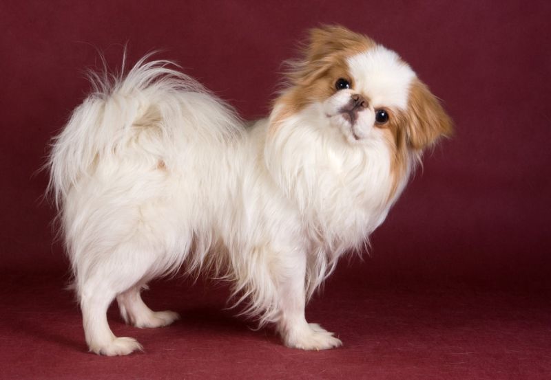 Japanese Chin
