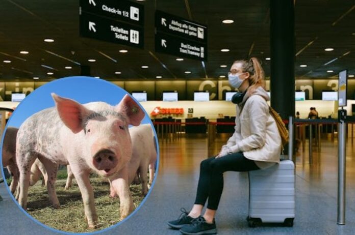Swine flu