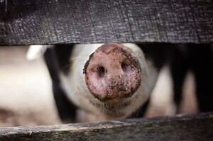 Swine flu